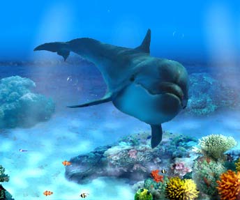requin